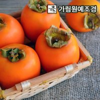 엑스플랜트 감나무 차량단감 대봉단감 대봉시 태추단감 둥시감 유실수 가림원예조경 - 감나무 둥시감 접목1년특묘 2개세트 묘목