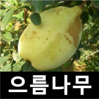 으름나무 묘목 백화으름 삽목2년 포트 3갬묶음