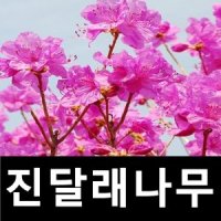 진달래나무 묘목 H0 4-0 6m 10주묶음