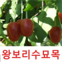 성실G 왕보리수나무묘목 키 약120센치 분 1그루