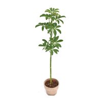 쉐프렐라 Schefflera 실내식물 공기정화식물 플