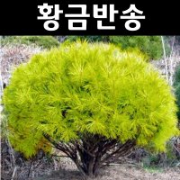 소나무 황금반송 나무 묘목 W50 분묘1개