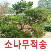 성실G 소나무묘목 적송 2년생 포트 7그루