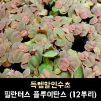 필란터스 플루이탄스 12뿌리