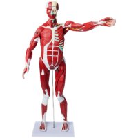 인체 근육 해부 모형 마네킹 내장 해부학 의학 교육