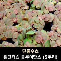 필란터스 플루이탄스 5뿌리