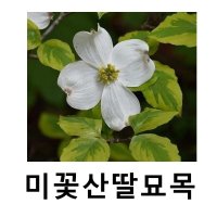 미꽃산딸나무 묘목 레인보우 접목1년 특묘