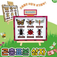 곤충 표본 상자 만들기학습용 브로마이드 제공