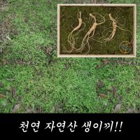 자연산 생이끼 인삼 수삼 더덕 포장용