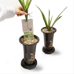 💰돈뽑는 난초 용돈박스 부모님 생신 선물 환갑 이벤트, 수상한 잡화점