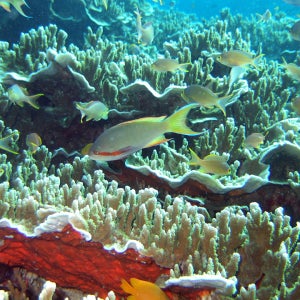 [가이드포함] 세부, 만다우에, 라푸라푸, 막탄섬에서 출발하는 페스카도르섬 호핑 프라이빗 투어