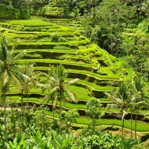[QR코드 입장] 발리 중부 프라이빗 투어 (호텔 왕복 이동 서비스 포함)