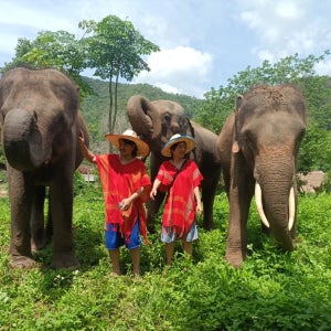 [호텔픽업] 치앙마이 코끼리 투어