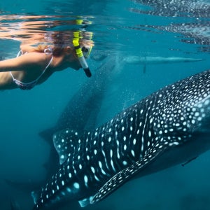 [호텔픽업] 세부 하이라이트 3일 투어