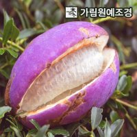 으름나무 홍화으름 결실주 유실수 과일나무 대과종 가림원예조경