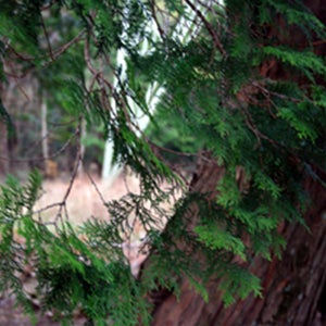 제주신화월드 메리어트 디럭스 킹 or 트윈 더뉴 그랜드 스타렉스 12인승2박3일패키지제주도가족숙소 제주뉴아일랜드호텔 3월커플제주여행