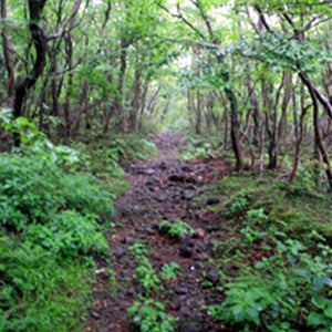 리벤시아호텔앤풀빌라 마나롤라 패밀리 올뉴 카니발 하이리무진 7인승2박3일패키지제주렌트LPG 제주도영어가이드 제주도투어비용