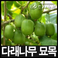 왕다래 용성2호 5치포트 나무 묘목 도시농부