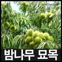 밤나무 왕유밤 포르단 접목1년 특묘 나무 묘목 원예