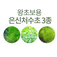 치어 은신처용 꼭꼭숨어라 수초 3종세트 나자스말 아마존프로그비트 타누키모