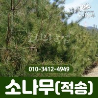 소나무 적송 금강송 5치포트 묘목 나무 원예 식물