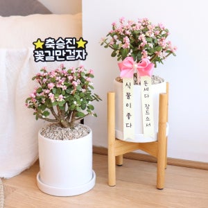 승진 선물 🎀기쁜소식🎀 핑크 은행목 사랑목 꽃 화분, 식물이좋다