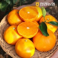 [산지직송][한경농협] 제주 천혜향 4kg 중과(16-24과내외)