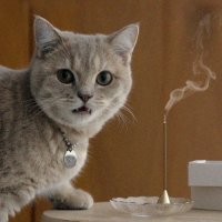 고양이 캣닢 반려동물 인센스 스틱 캣츠온캣