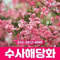 수사해당화 접목3년 개화주 R2 3 나무 묘목 도시농부TI