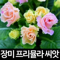 장미 앵초 씨앗 프리뮬라 종자 꽃씨 꽃 야생화 씨 ( primula seeds 10알 )