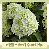 수국나무 묘목 유럽수국 리틀스푸키 5치포트묘 1개