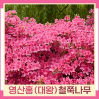 철쭉나무 묘목 영산홍 대왕 키1m 폭50cm 1개