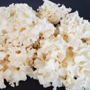 유기농 생 꽃송이버섯 1kg