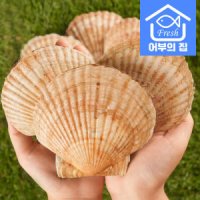 어부의집 제철 대왕 가리비 왕 큰 조개 구이 찜 회 참가리비 1kg(4-11미)