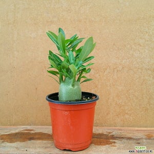 귀요미 미니석화  035 아프리카식물 코덱스 괴근식물