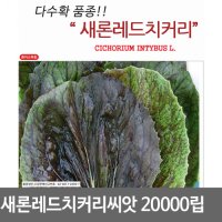 새론레드치커리 20000립 씨앗