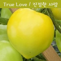 True Love 진정한 사랑 독특한토마토  희귀토마토   씨앗 교육 체험용