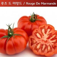 마망드 토마토 Marmande 달콤한 희귀토마토 교육체험용 세트 씨앗