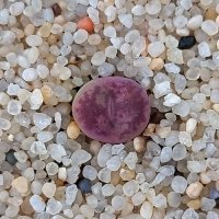 코노피튬 마우가니 교배종 Conophytum maughanii hybrid