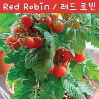 레드로빈 Red Robin 희귀 난쟁이 앉은뱅이 토마토 교육용 체험용키우기 세트 씨앗