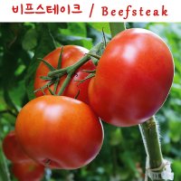 비프스테이크 토마토 Beefsteak 달콤한 희귀토마토 교육체험용 세트 씨앗