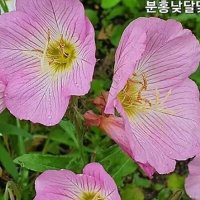 꽃씨앗 분홍 낮달맞이  100립  -다년초