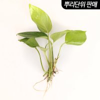 스킨답서스 3촉 - (베타수초 원예수초)  3개