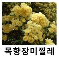 목향장미나무 묘목 찔레 포트묘