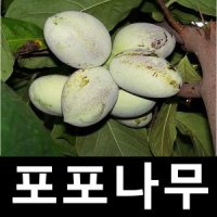 포포나무 묘목 접목1년 레베카골드