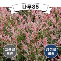 (나무85) 무늬버들(플라밍고샐릭스) 트위스트형 키 1m 내외