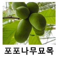 포포나무 묘목 다비스 접목 결실주