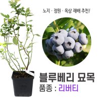 깨비농장 블루베리 나무 묘목 재배 키우기 (품종: 리버티)  리버티  1개  혼합색상