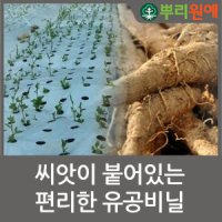 더덕유공비닐 씨비닐 더덕비닐 슈퍼도라지 멀칭비닐