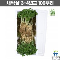 강원 새싹삼 새싹 인삼 산삼 3 4 년근 100주 100뿌리 사포닌 삼계탕 어린삼